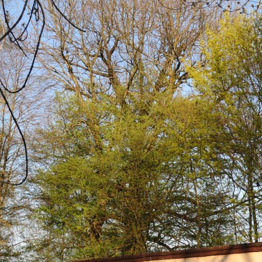 Stieleiche in Niemtsch Senftenberger See, am westlichen Seeufer, auf Fischereigrundstück