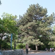 Pinus nigra