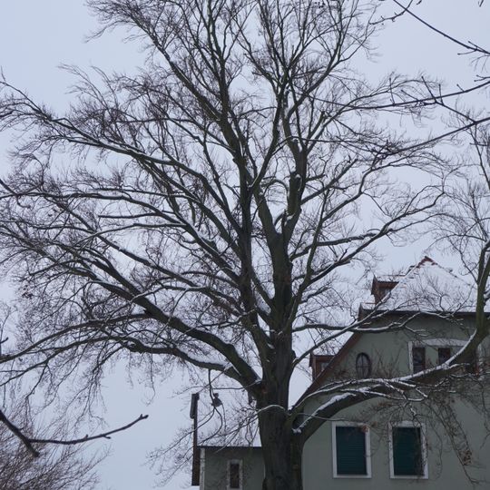 Buk u městského parku