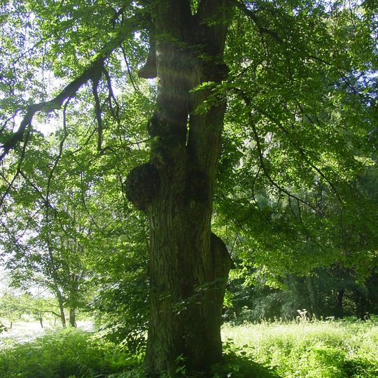 Husitská lípa na Ostaši