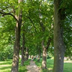 Maloměřická lipová alej na bývalém hřbitově