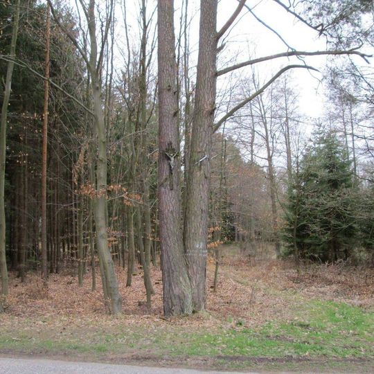 Kříž na stromě pod vrchem Chocholouš