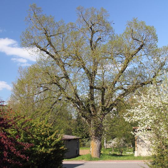 Naturdenkmal Linde Oberrimbach