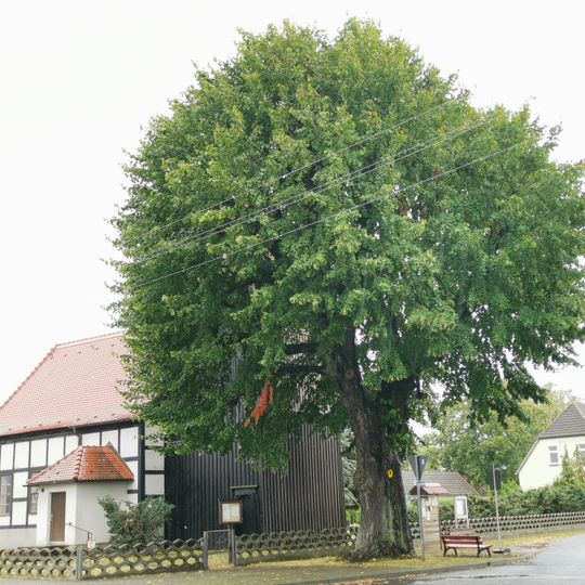 Sommerlinde an der Dorfkirche Lieske
