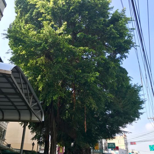 Beidou Giant Banyan