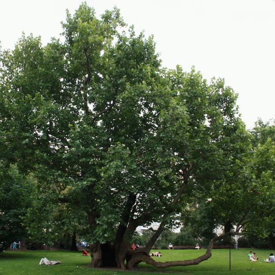 Platan javorolistý na Karlově náměstí