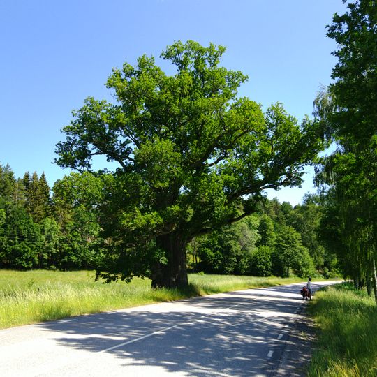 En ek Stjärntorps gård