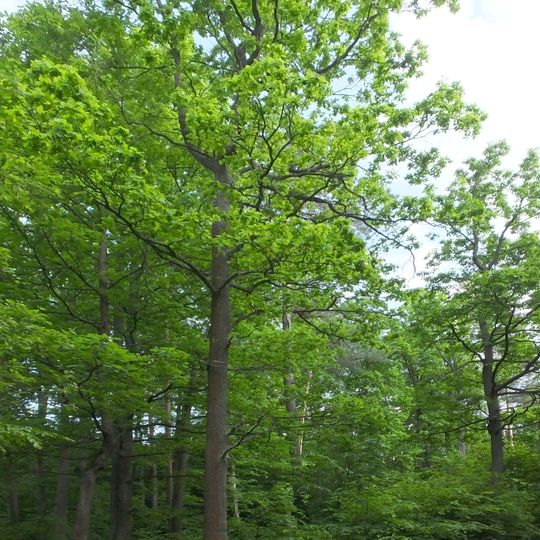 Nature reserve Brzeźniczka
