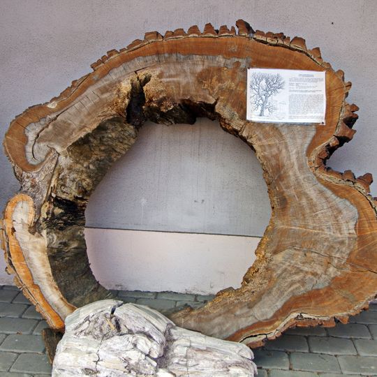 Topol u zámeckého parku