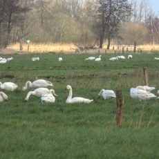 Gräben der nördlichen Alten Sorge