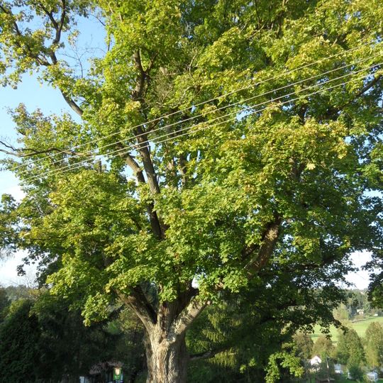 Javor mléč za horeckým zámkem