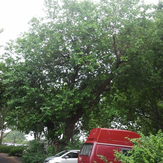 1 Maulbeerbaum, Wohlgelegen, Feudenheimer Straße