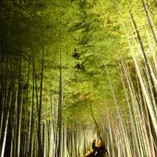 Bambouseraie d'Arashiyama