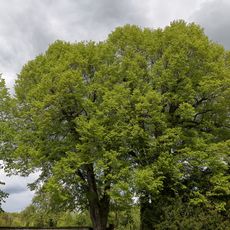 2 Winterlinden im Gewann „Am Friedhof“