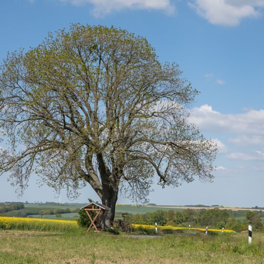 Esche Krummenhennersdorf