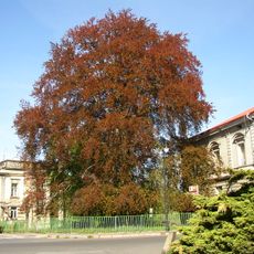 Buk lesní ve Varnsdorfu