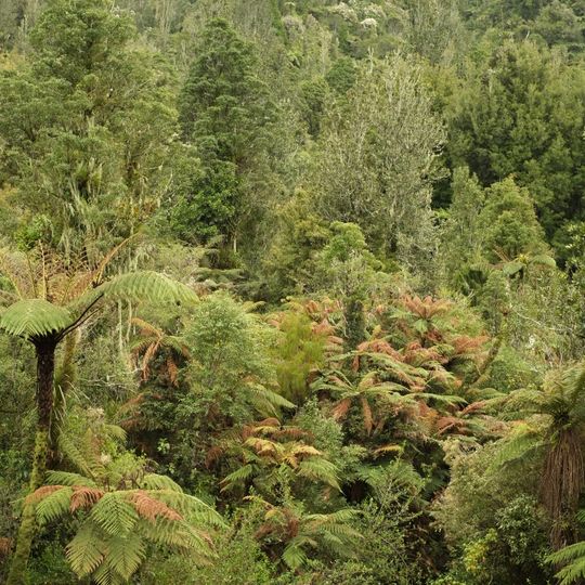Pirongia Forest Park