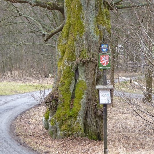 Lípa u bývalé pily