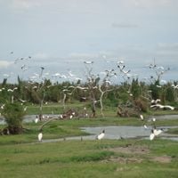 Dipartimento di Patiño