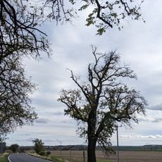 Hrušeň v Milčicích