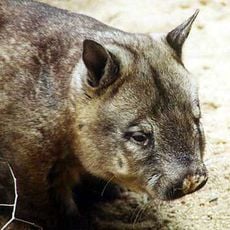 Epping Forest National Park
