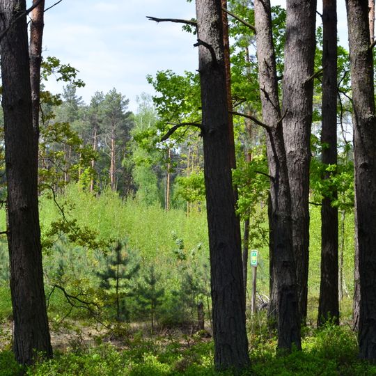 Sosnova dacha nature monument