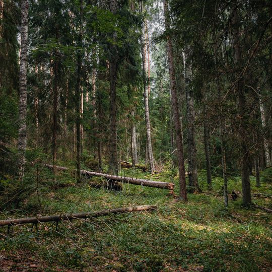 Лиственничная роща