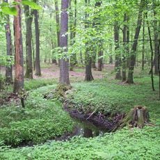 Nature reserve Puszcza Mariańska