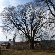 Javor klen v Lomnici