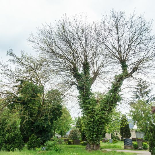 Maulbeerbäume auf dem Friedhof, Bad Düben