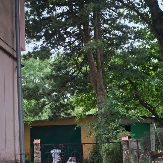 Sosna kedrova yevropeyska