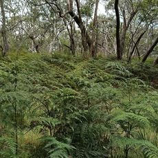 Calectasia National Park