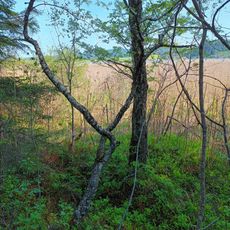 Kalktuffquellsümpfe und Niedermoore im Ostallgäu