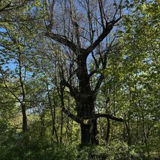 Kranich-Linde