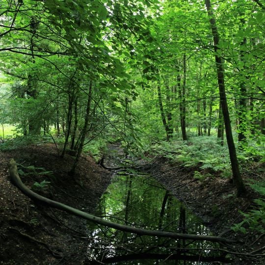 Heseler Wald