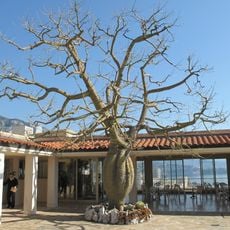 Jardín Exótico de Mónaco