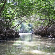 Petenes mangroves