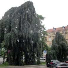 Natural monument 611.020 in Kassel