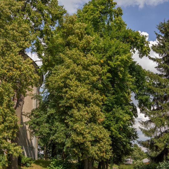 Lípy u kaple Navštívení Panny Marie