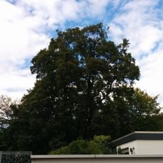 Natural monument Acer campestre am Kirchröder Turm