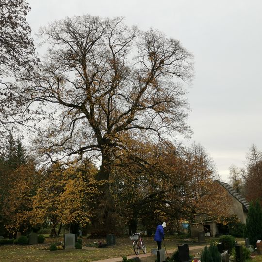 Naturdenkmal Starke-Linde