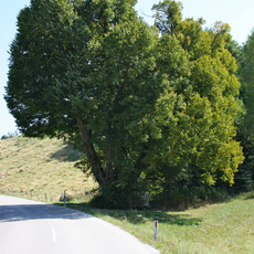 Kapellen Linde von Unterirnprechting