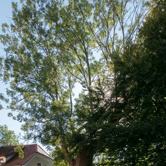 Esche bei Gut Osternberg