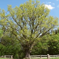Geniai oak
