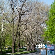 Platanová alej u zámku