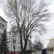 Monumental poplar at Paryska Street in Warsaw