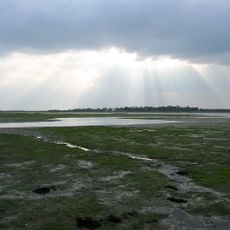 Nutborne Marshes