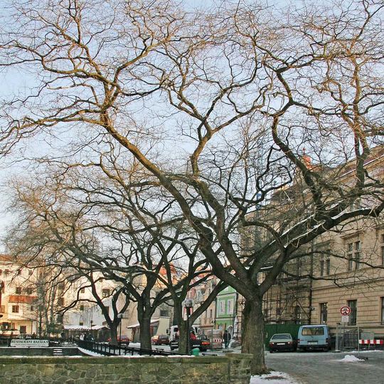 Památné jerlíny japonské na Wernerově nábřeží v Pardubicích