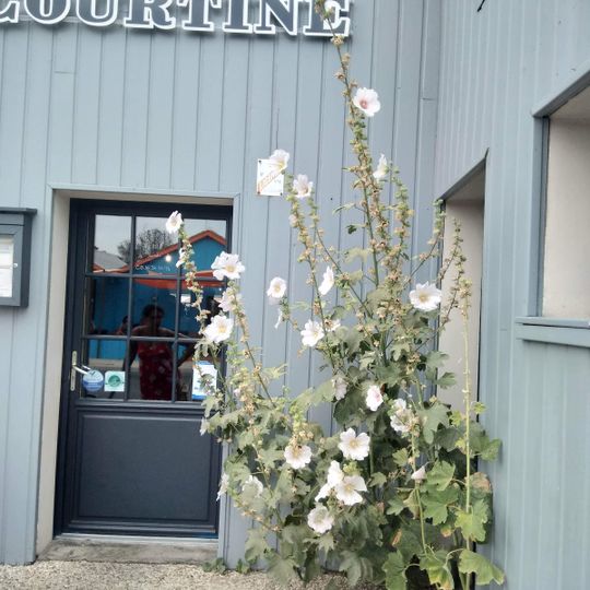 La Courtine