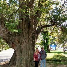Sassafras Tree